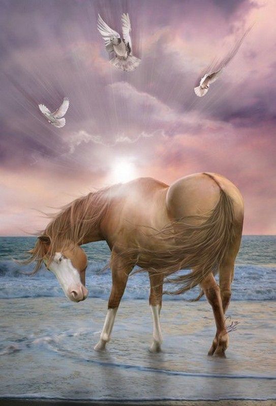 Chevaux.