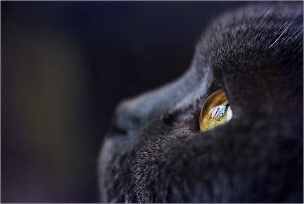 Chats.