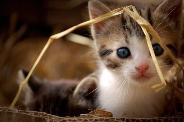 Chats.