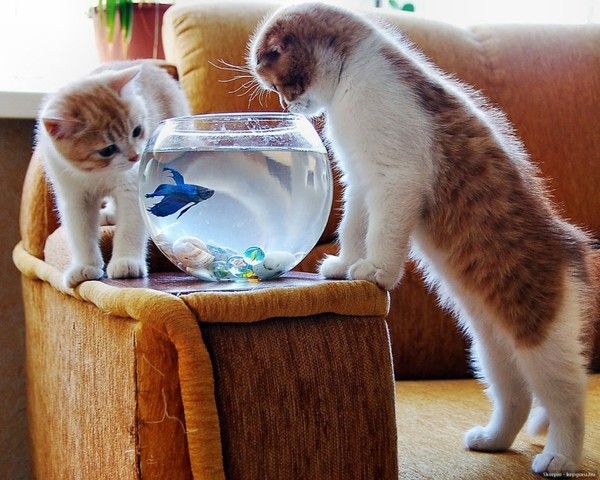 Chats.
