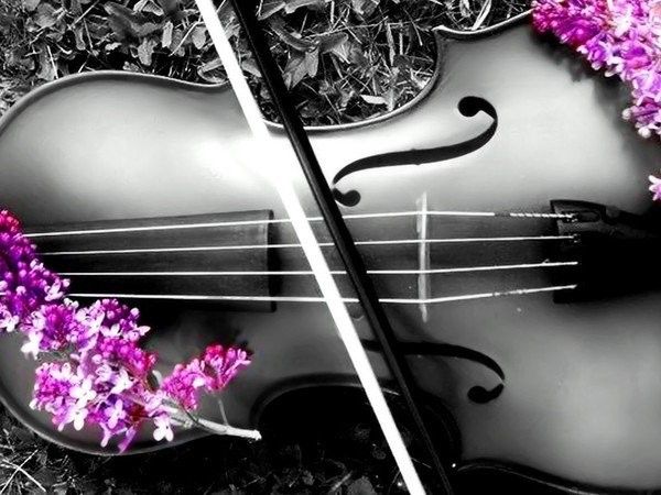Violon.