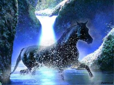 Chevaux.